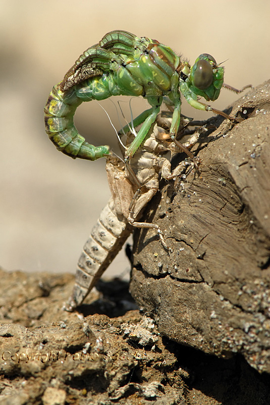 Gomphus flavipes